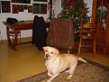 Click image for larger version

Name:	DSC05443-1.JPG
Views:	151
Size:	63.5 KB
ID:	54403